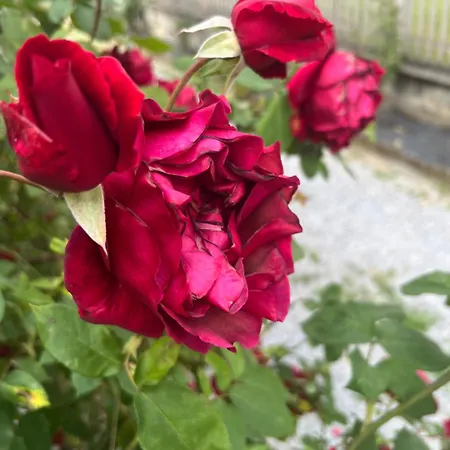 Semesterbostad Casa Nada Dogliani